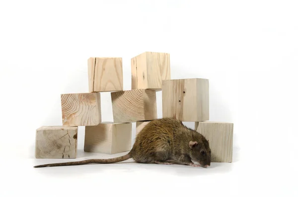 Крысы Деревянные Кубики Белом Фоне — стоковое фото