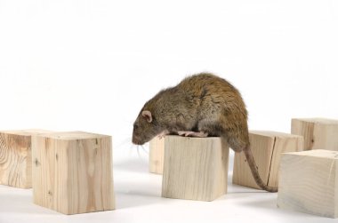 Sıçan ve beyaz zemin üzerine tahta küpleri.