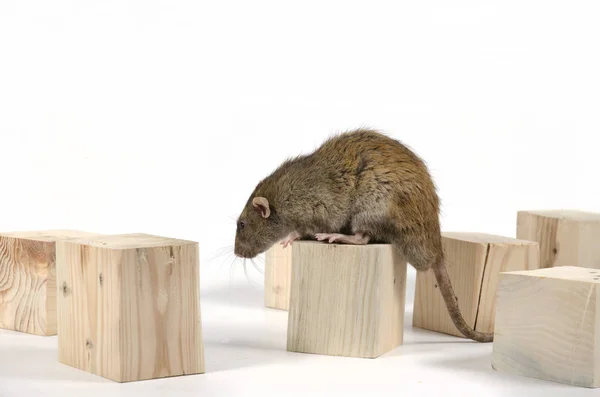 Крысы Деревянные Кубики Белом Фоне — стоковое фото