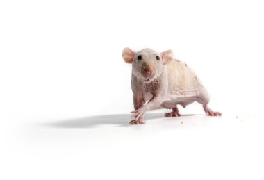 Dekoratif sıçan kuru ekmek yiyor.