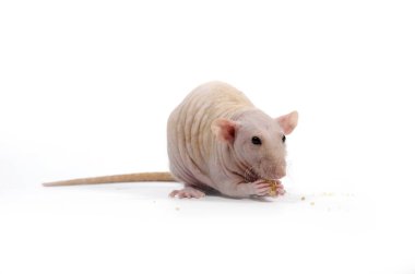 Dekoratif sıçan kuru ekmek yiyor.