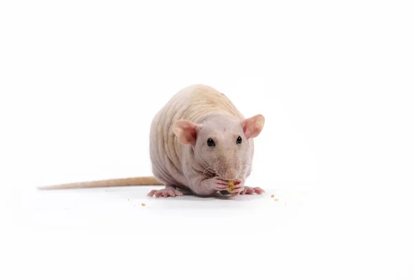 装飾的なネズミは乾燥したパンを食べる. — ストック写真