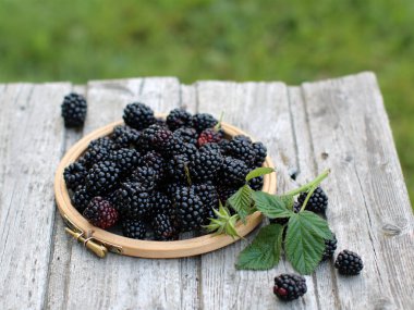 Küçük nakış çember içinde taze böğürtlen