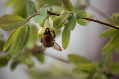 Hanımeli çiçekleri bir bumblebee garthering nektar