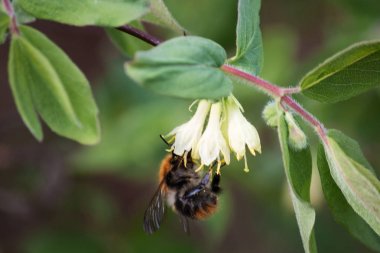 Hanımeli çiçekleri bir bumblebee garthering nektar