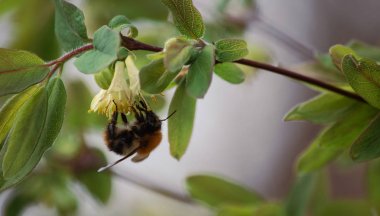 Hanımeli çiçekleri bir bumblebee garthering nektar