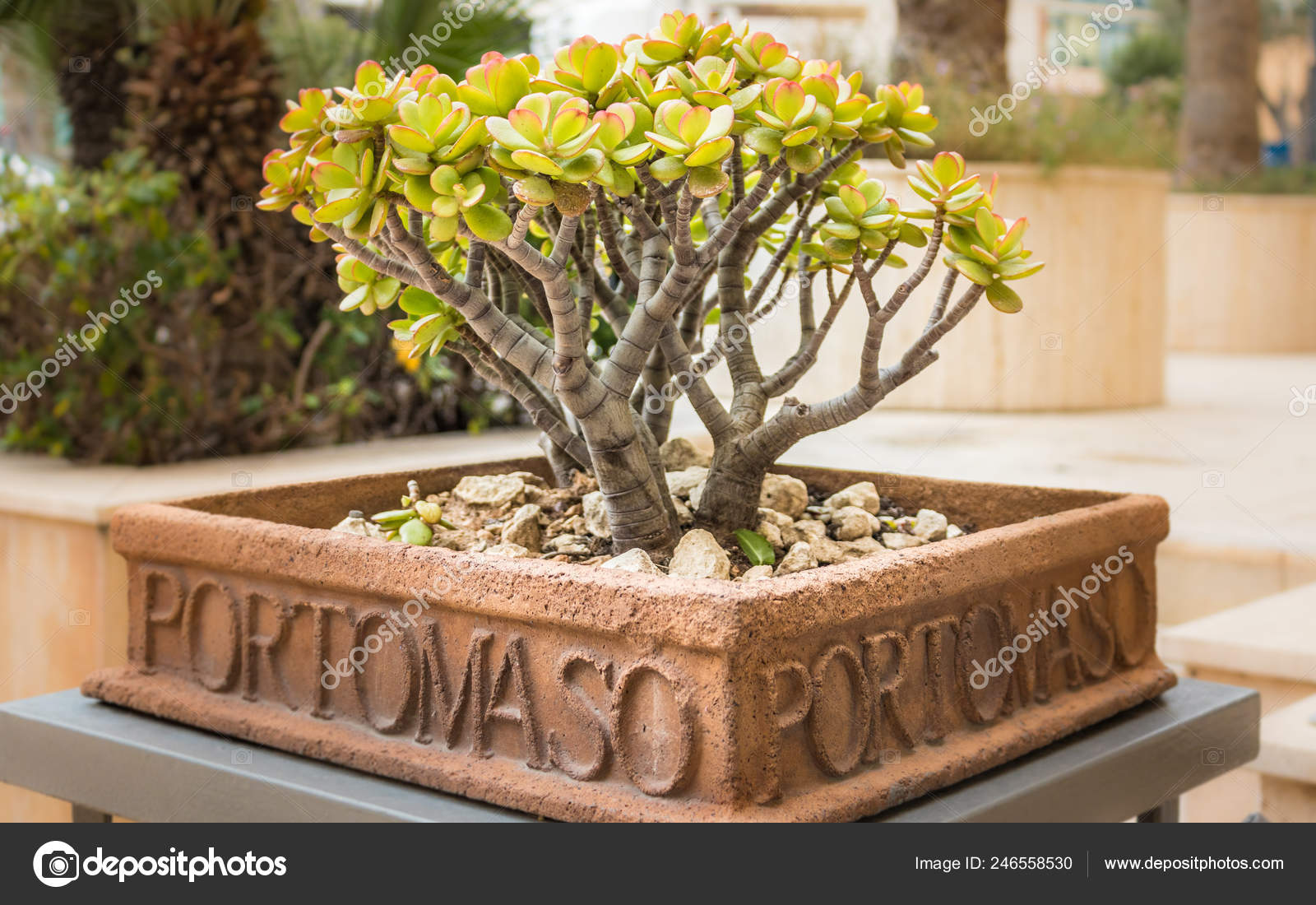 Flower Pot Lettered Portomaso Contain Small Green Tree Malta ⬇ Stock Photo, Image by © unununius #246558530 Flower Pot Lettered Portomaso Contain Small Green Tree Malta ⬇ Stock Photo, Image by © unununius #246558530