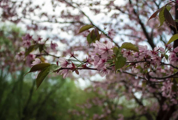 Parkta Blooming sakura dalları
