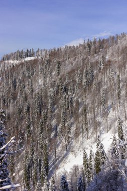 Kış manzara: ağaçlık dağın, mavi gökyüzü