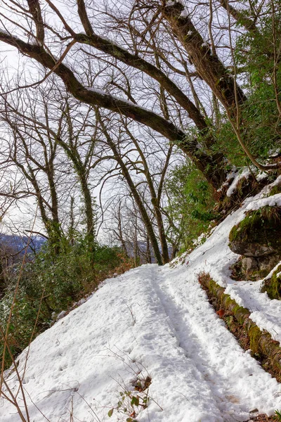 Gürcistan (Abhazya orman yukarı önde gelen kış iz)