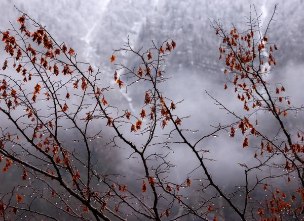 Su damlacıkları ile ağacı dalları ve kurutulmuş kırmızı bir dağ karşı Abhazya, Gürcistan yakın bırakır