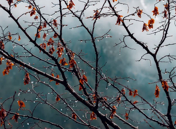 Su damlacıkları ile ağacı dalları ve kurutulmuş kırmızı bir dağ karşı Abhazya, Gürcistan yakın bırakır