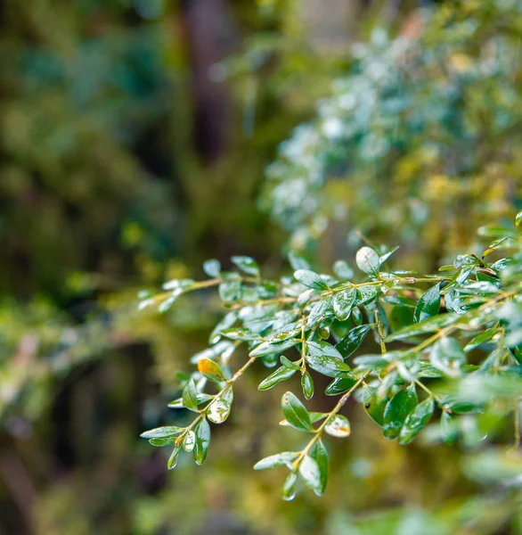 Damla su ile yeşil bir şube makro çekim