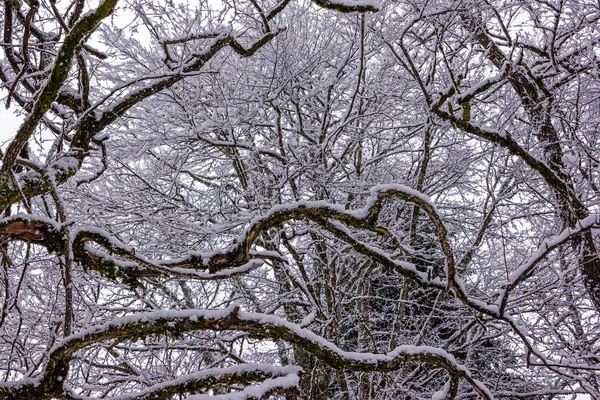 Ağaçlar ve dalları titreşim karlı kron