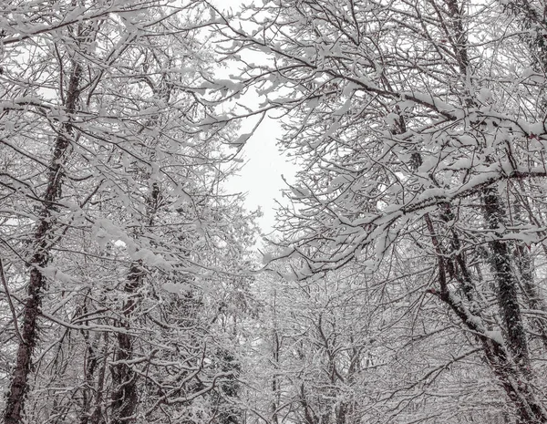 Ağaçlar ve dalları titreşim karlı kron
