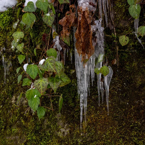 Buz sarkıtları birleşimindeki yeşil ve sonbahar yaprakları