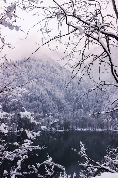 Güzel kış Gölü Ritsa dalları tarafından çerçeveli.