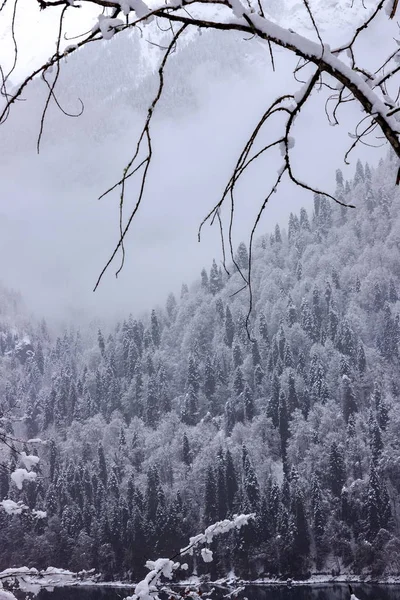 Güzel kış Gölü Ritsa dalları tarafından çerçeveli.