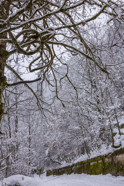 Ağaçlar ve dalları titreşim karlı kron