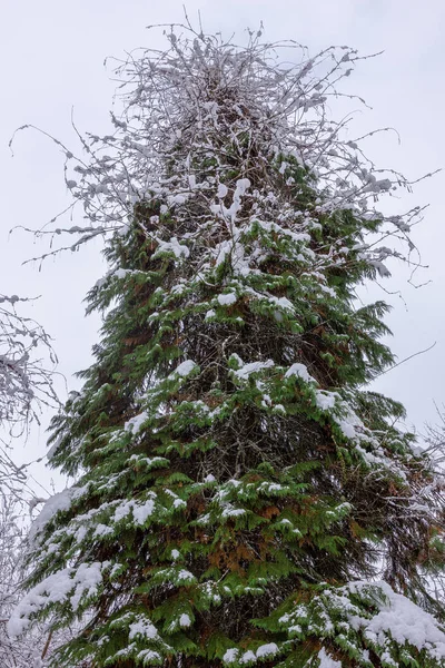 Ladin ormanı kış manzarası
