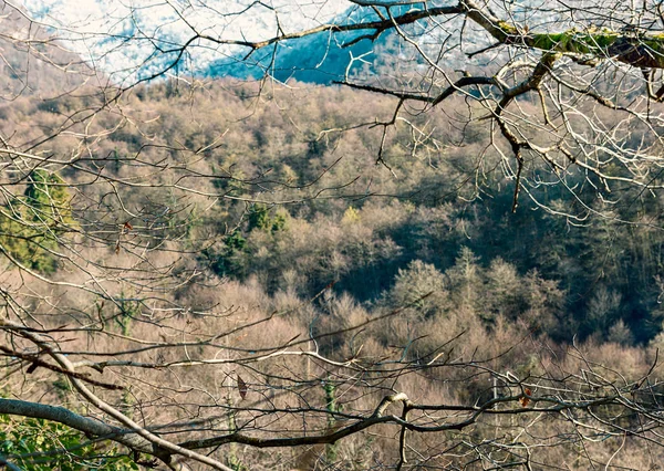Peyzaj: ağaçlık dağın, mavi gökyüzüne, ağaç dalları