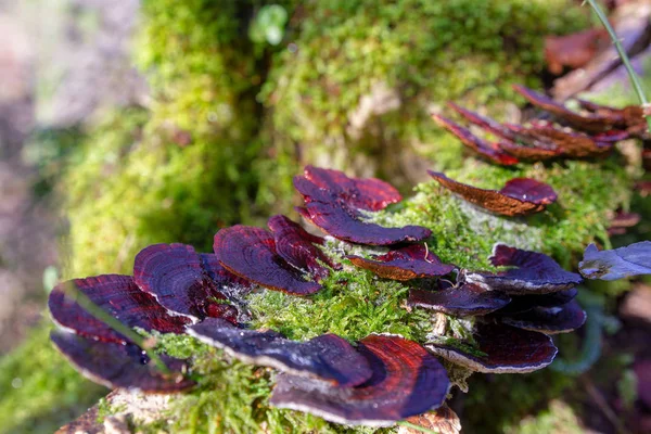 Makro çekim bir yosun kaplı ağaç gövdesi üzerinde mantar