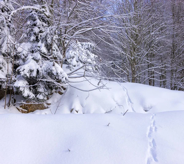 Kış manzara ağaçlar ve arkadaki, bir orman nereye hayvan kurşun karda izler