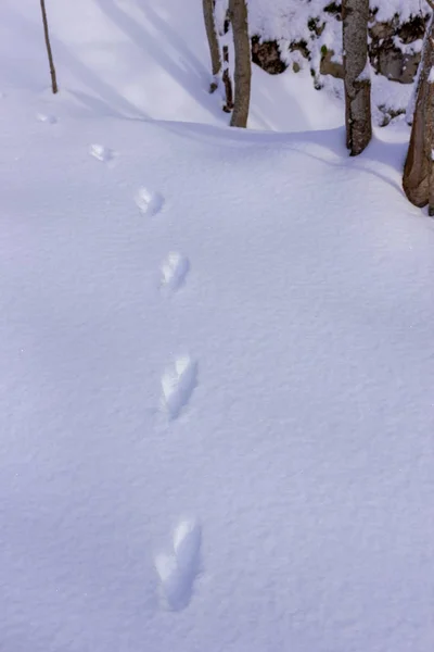 Canavar karda izleri yakın çekim