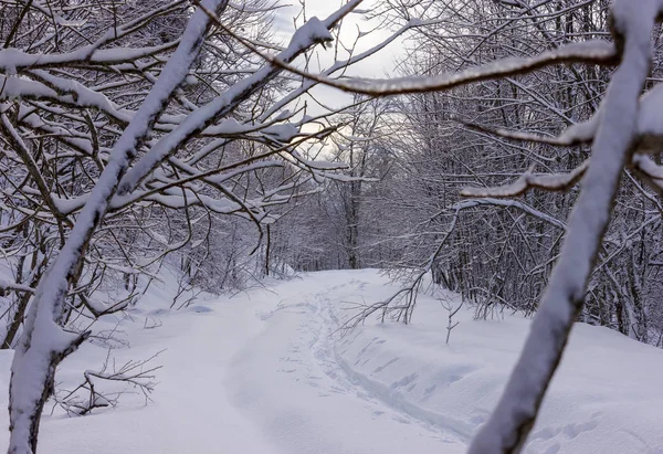 Ağaç dalları tarafından çerçeveli kış ormandaki iz