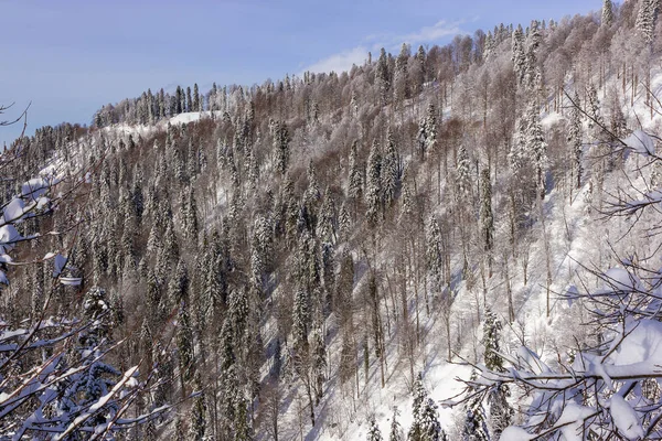Kış manzara: ağaçlık dağın, mavi gökyüzü