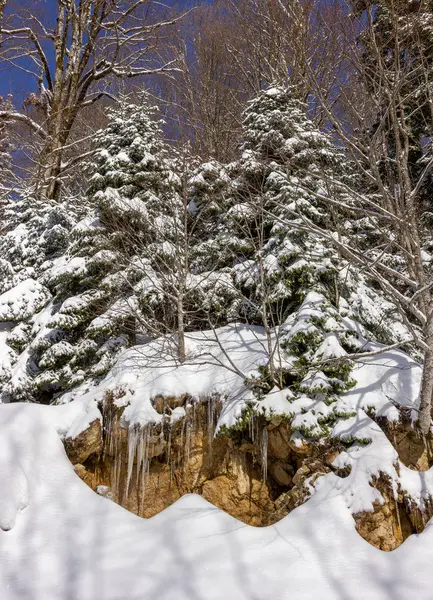 Kış manzara iki köknar ağaçları ile yakın çekim bir dağın üzerinde