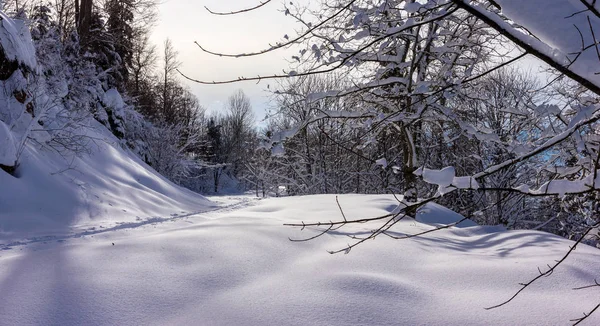 Kış manzarası, görünümü ile ağaç dalları güneşli gökyüzü ve kar yola