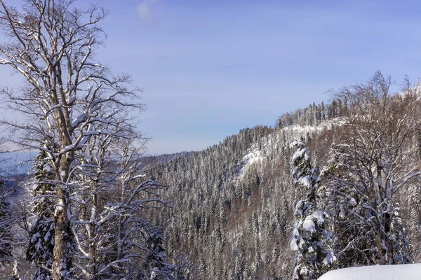 Paisaje Invernal Ladera Boscosa Montaña Cielo Azul —  Fotos de Stock