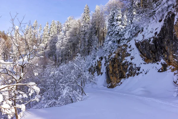 ağaçlar ve kar ile kaplı bir dağın kayalık çıkıntıya