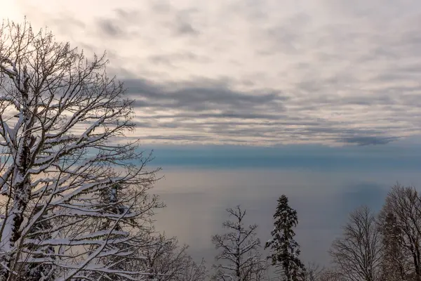 Deniz Manzaralı ağaçların üzerinde bulutlu gökyüzü
