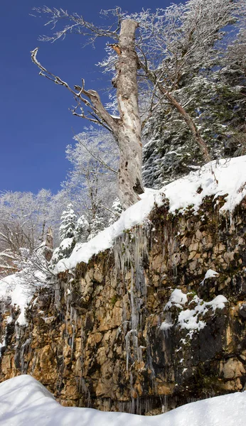 Kışın bir uçurumun üzerinden ağaçlarının alttan görünüm
