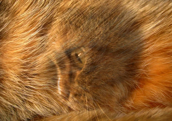 kedinin namlu üzerinde arka plan yün üst üste kapatın