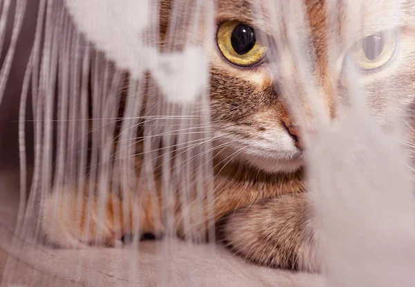 Tül ile Bobtail ve Briton cins kedi yüzünün yakın portresi