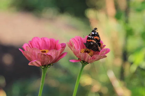 Kelebek closeup pembe çiçekler üzerinde