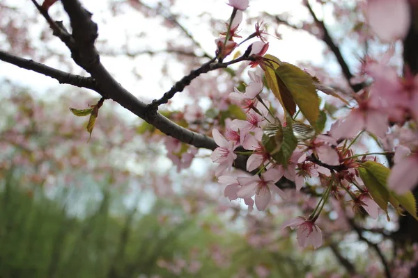 Parkta Blooming sakura dalları