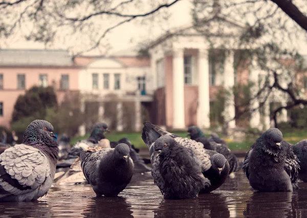 Güvercin Bir Botanik Bahçesi Içinde Bir Birikintisine Yıkama — Stok fotoğraf