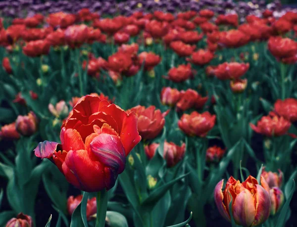 Makro çekim güzel kırmızı lale bir yatak