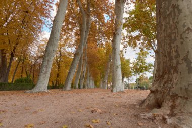 Sonbaharda Parterre bahçesinde kahverengi yaprakları ile Ağaçlar