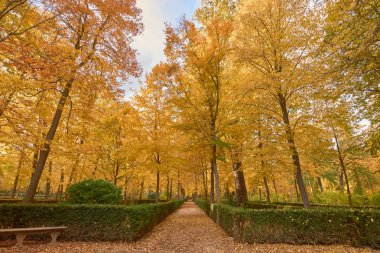 Sonbaharda Parterre bahçesinde kahverengi yaprakları ile Ağaçlar