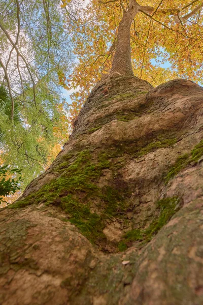 Дерево з коричневими листами в саду Партерна восени — стокове фото