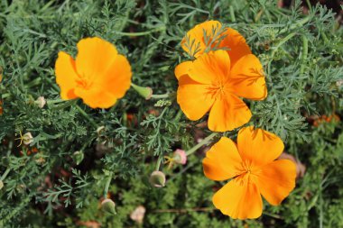 Kaliforniya gelinciği bahçede.