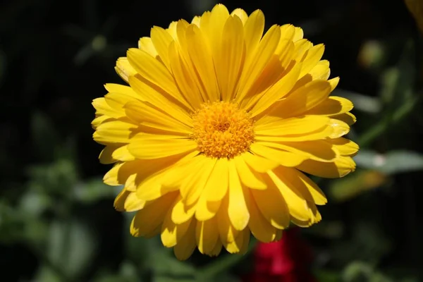 Fiore Giallo Giardino — Foto Stock