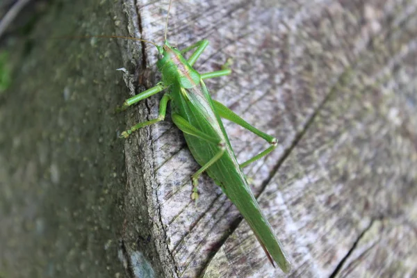 Grasshopper Forest — Stock Photo, Image