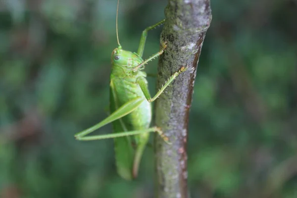 Sauterelle Sur Une Feuille — Photo