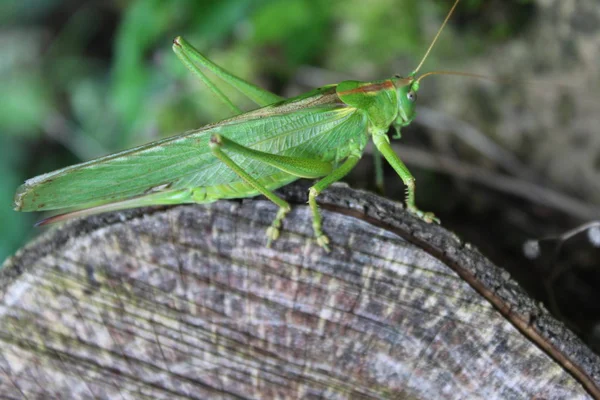 Grasshopper Forest — Stock Photo, Image